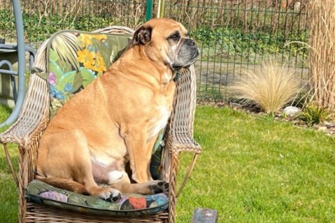 Continental Bulldog Seeblickbulls 240310 Continental Bulldog Seeblickbulls 240310