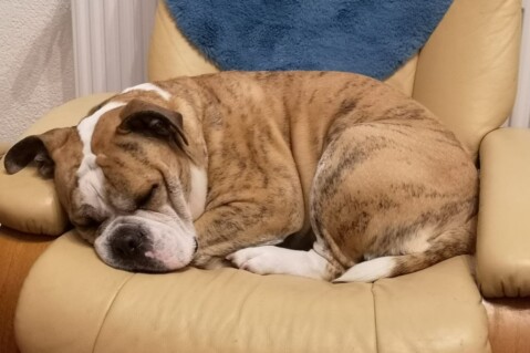 Continental Bulldog Seeblickbulls 240317 Continental Bulldog Seeblickbulls 240317