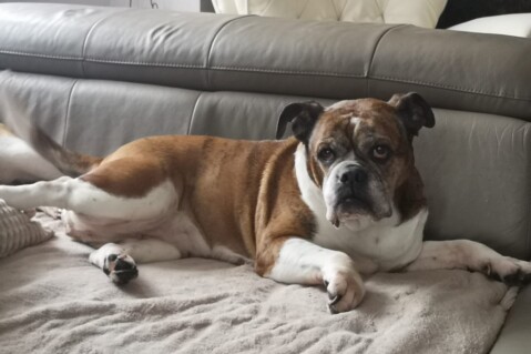 Continental Bulldog Seeblickbulls 240322 Continental Bulldog Seeblickbulls 240322