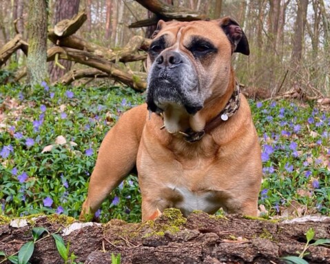Continental Bulldog Seeblickbulls 240331 Continental Bulldog Seeblickbulls 240331