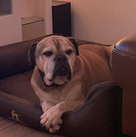 Continental Bulldog Seeblickbulls 240415 Continental Bulldog Seeblickbulls 240415