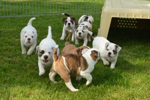 Continental Bulldog Seeblickbulls 240421 Continental Bulldog Seeblickbulls 240421