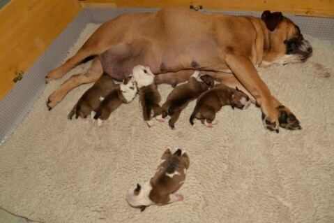 Continental Bulldog Seeblickbulls 240 Continental Bulldog Seeblickbulls 240
