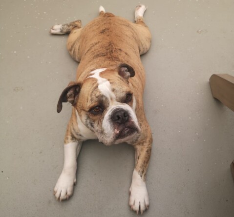 Continental Bulldog Seeblickbulls 240505 Continental Bulldog Seeblickbulls 240505