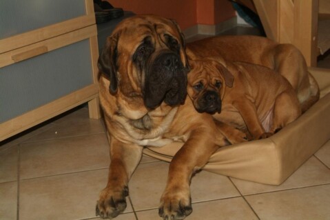 Continental Bulldog Seeblickbulls 240512 Continental Bulldog Seeblickbulls 240512