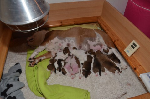 Continental Bulldog Seeblickbulls 240514 Continental Bulldog Seeblickbulls 240514