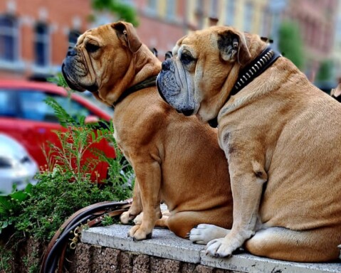 Continental Bulldog Seeblickbulls 240520 Continental Bulldog Seeblickbulls 240520