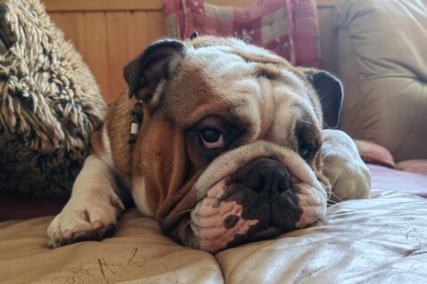 Continental Bulldog Seeblickbulls 240623 Continental Bulldog Seeblickbulls 240623
