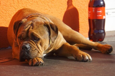 Continental Bulldog Seeblickbulls 240714 Continental Bulldog Seeblickbulls 240714