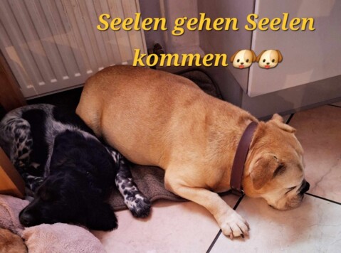 Continental Bulldog Seeblickbulls 240721 Continental Bulldog Seeblickbulls 240721