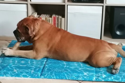 Continental Bulldog Seeblickbulls 240728 Continental Bulldog Seeblickbulls 240728