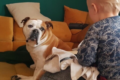 Continental Bulldog Seeblickbulls 240804 Continental Bulldog Seeblickbulls 240804