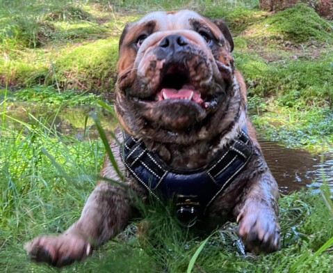 Continental Bulldog Seeblickbulls 240818 Continental Bulldog Seeblickbulls 240818