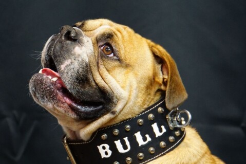 Continental Bulldog Seeblickbulls 240824 Continental Bulldog Seeblickbulls 240824