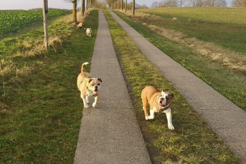 Continental Bulldog Seeblickbulls 240903 Continental Bulldog Seeblickbulls 240903