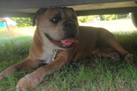 Continental Bulldog Seeblickbulls 240913 Continental Bulldog Seeblickbulls 240913