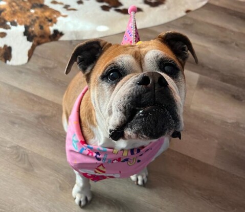 Continental Bulldog Seeblickbulls 240917 Continental Bulldog Seeblickbulls 240917