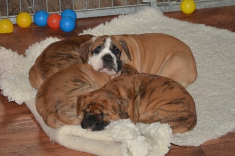 Continental Bulldog Seeblickbulls 241001 Continental Bulldog Seeblickbulls 241001