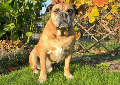 Continental Bulldog Seeblickbulls 241020 Continental Bulldog Seeblickbulls 241020