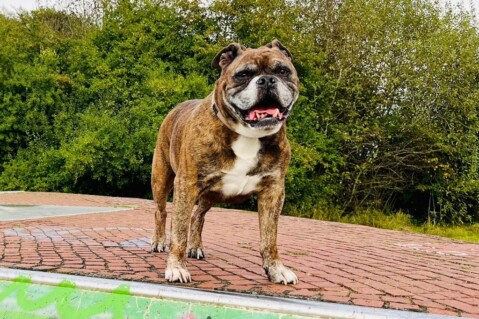 Continental Bulldog Seeblickbulls 241030 Continental Bulldog Seeblickbulls 241030
