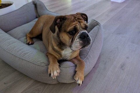 Continental Bulldog Seeblickbulls 241106 Continental Bulldog Seeblickbulls 241106