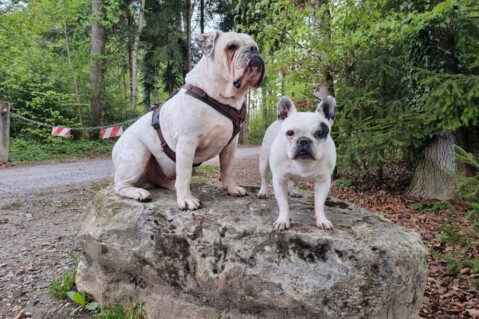 Continental Bulldog Seeblickbulls 241117 Continental Bulldog Seeblickbulls 241117