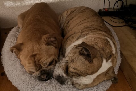 Continental Bulldog Seeblickbulls 241201 Continental Bulldog Seeblickbulls 241201
