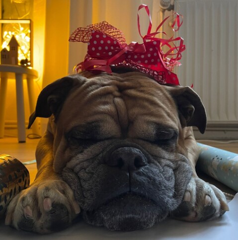 Continental Bulldog Seeblickbulls 241222 Continental Bulldog Seeblickbulls 241222