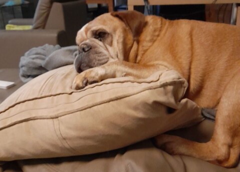 Continental Bulldog Seeblickbulls 241229 Continental Bulldog Seeblickbulls 241229